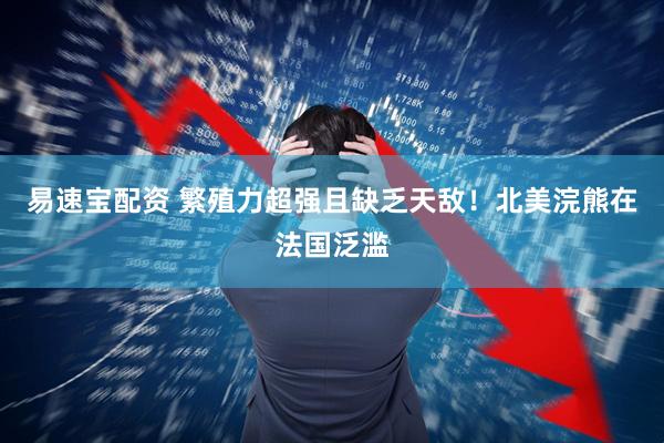易速宝配资 繁殖力超强且缺乏天敌！北美浣熊在法国泛滥